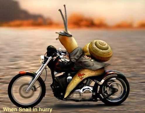 Funny Animals Pictures, Snail in hurry Funny Scraps