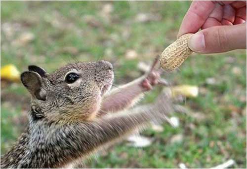 Funny Animals Pictures, Funny Squirrels Scraps for orkut