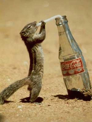 Funny Animals Pictures, Funny Squirrels Scraps for orkut