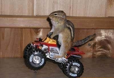 Funny Animals Pictures, Funny Squirrels Scraps for orkut