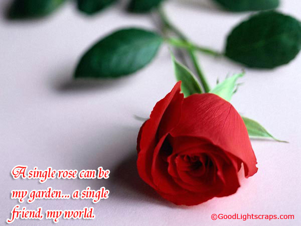 Rose images, rose scraps, rose day wishes for Orkut, Myspace
